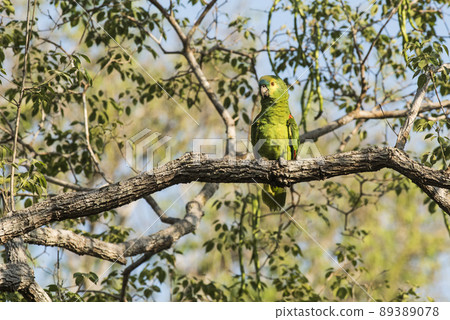 Turquoise fronted Amazon, Panpanal, Brazil 89389078