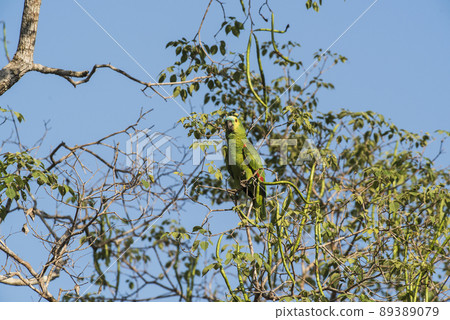 Turquoise fronted Amazon, Panpanal, Brazil Turquoise fronted Amazon, Panpanal, Brazil 89389079