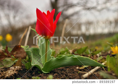 Red Riding Hood Tulip. Red tulips. Spring floral background with tulip flowers. Red Riding Hood Tulip. Red tulips. Spring floral background with tulip flowers. 89389197
