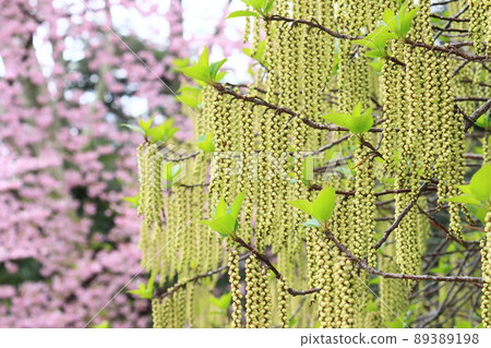 Hachijo Kibushi Flower Hachijogi Gobuko 89389198