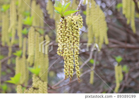 Hachijo Kibushi Flower Hachijogi Gobuko 89389199