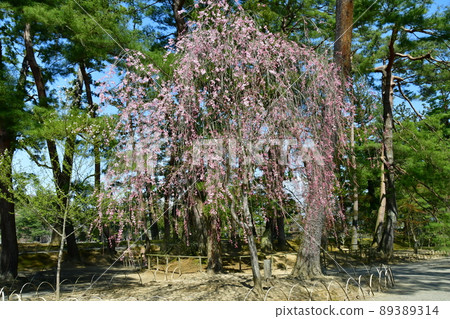 Iwate Prefecture Hiraizumi World Heritage Motsuji Temple Precincts Weeping Cherry Blossoms Iwate Prefecture Hiraizumi World Heritage Motsuji Temple Precincts Weeping Cherry Blossoms 89389314