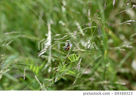Ladybird ladybird Ladybird ladybird 89389323