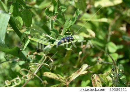 Larvae of the ladybird beetle Larvae of the ladybird beetle 89389331