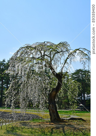 Iwate Prefecture Hiraizumi World Heritage Motsuji Jodo Garden Weeping Cherry Blossoms Iwate Prefecture Hiraizumi World Heritage Motsuji Jodo Garden Weeping Cherry Blossoms 89389400