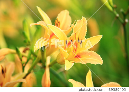 Broken gold needle flower Broken gold needle flower 89389403