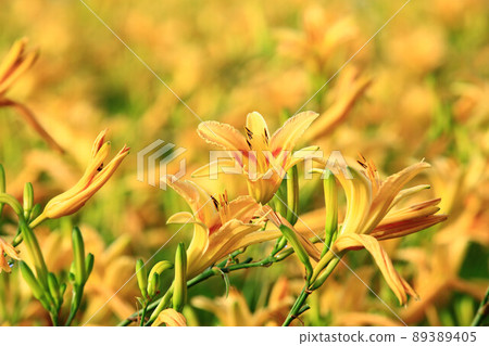 斷金針花 89389405