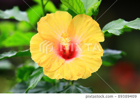 Shoeblackplant(扶桑、曉、芙蓉、Shoeblackplant、Shoeblackplant、Shoeblackplant、Shoeblackplant、Shoeblackplant、Shoeblackplant、Kuwami、月季) Shoeblackplant(扶桑、曉、芙蓉、Shoeblackplant、Shoeblackplant、Shoeblackplant、Shoeblackplant、Shoeblackplant、Shoeblackplant、Kuwami、月季) 89389409