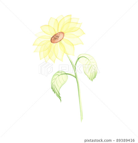 Watercolor Sunflower. Transparent yellow flower with leaves isolated on white. Hand painted Botanical illustration for cards, wedding design, print design Watercolor Sunflower. Transparent yellow flower with leaves isolated on white. Hand painted Botanical illustration for cards, wedding design, print design 89389416