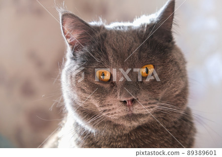 The cat is lying in sunlight. Portrait of a cat 89389601