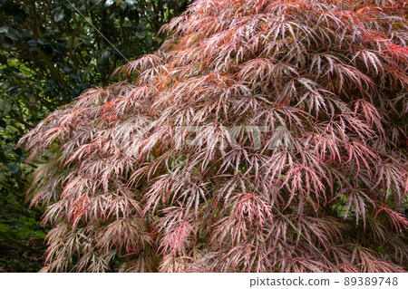 Acer palmatum dissectum atropurpureum or Japanese maple tree branches 89389748