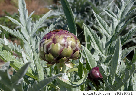 Artichoke or Cynara cardunculus budding vegetable plant Artichoke or Cynara cardunculus budding vegetable plant 89389751