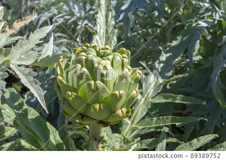 Artichoke or Cynara cardunculus var. scolymus plant with green bud Artichoke or Cynara cardunculus var. scolymus plant with green bud 89389752