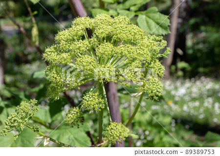 Angelica archangelica or wild celery plants with flowers 89389753