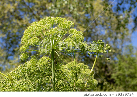 Angelica archangelica or wild celery plant with globular umbel inflorescences Angelica archangelica or wild celery plant with globular umbel inflorescences 89389754