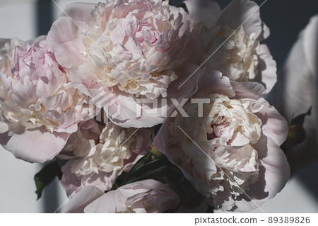 White pink peonies in sunlight and shadows closeup 89389826