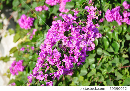 克羅地亞世界文化遺產杜布羅夫尼克,亞得里亞海的明珠 從城牆看古城的城市景觀 克羅地亞世界文化遺產杜布羅夫尼克,亞得里亞海的明珠 從城牆看古城的城市景觀 89390032