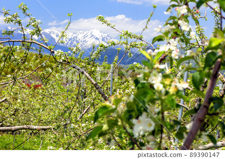 Apple flowers and Tanigawadake 89390147