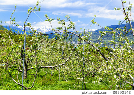 蘋果花和Tanigawadake 89390148