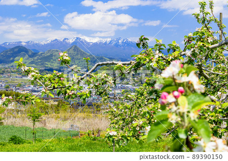 蘋果花和山。 89390150