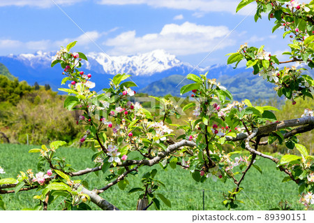 蘋果花和谷川山 89390151