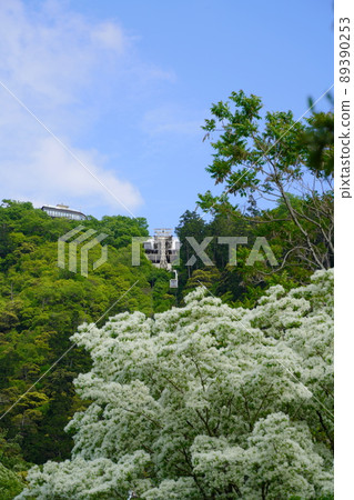 春天岐阜公園的難波文字社和金華山索道 春天岐阜公園的難波文字社和金華山索道 89390253