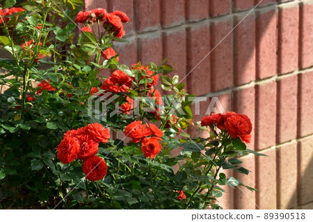 紅姬（島田市玫瑰山公園）220504pm 3:30 89390518