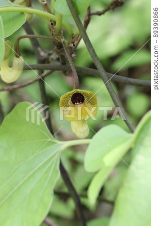Flower of Umbanot Taxa 89390866