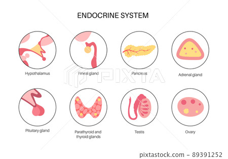 Human endocrine system 89391252