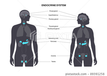 Human endocrine system Human endocrine system 89391258