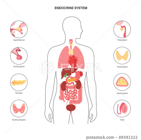 Human endocrine system 89391322