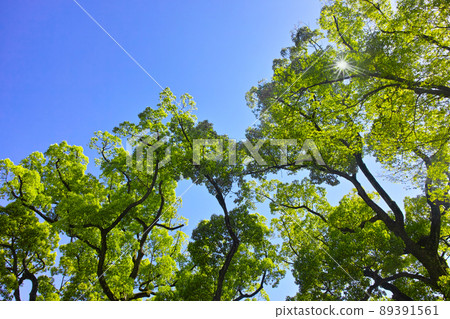 Fresh green forest and sunshine Fresh green forest and sunshine 89391561