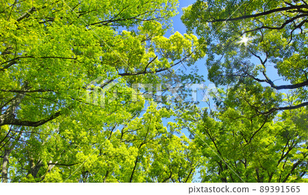 Fresh green forest and sunshine Fresh green forest and sunshine 89391565