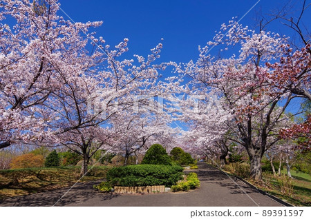 A row of cherry blossom trees in Temiya Park, Otaru City (Otaru City, Hokkaido) 89391597