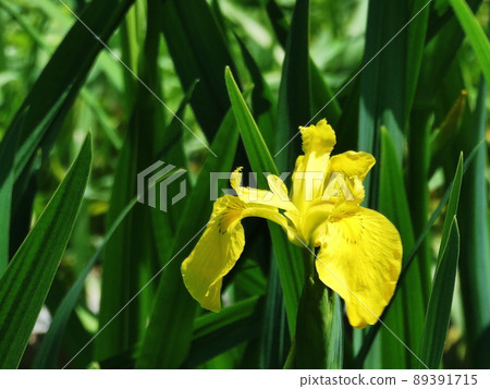 German iris German iris 89391715