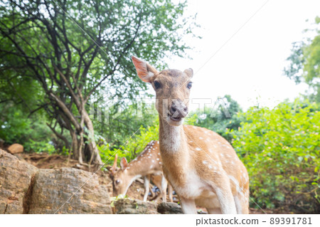Spotted deer Spotted deer 89391781