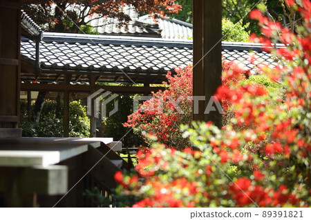 Azalea of Jokoin Azalea of Jokoin 89391821