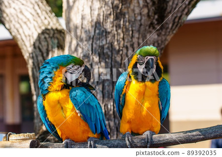 Parrot Parrot 89392035