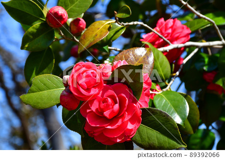 Camellia blooming in Masuoka Park, Shiroishi City, Miyagi Prefecture Close-up Camellia blooming in Masuoka Park, Shiroishi City, Miyagi Prefecture Close-up 89392066
