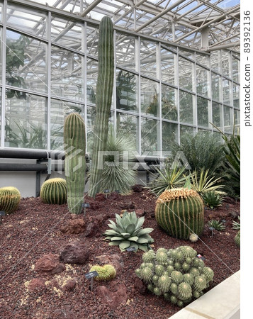 A lot of cactus 89392136