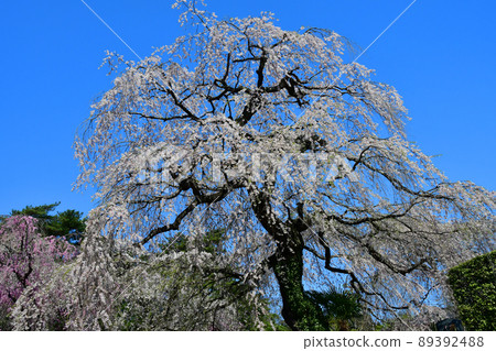 Weeping cherry blossoms in Kitayama, Sendai, towering in the blue sky Weeping cherry blossoms in Kitayama, Sendai, towering in the blue sky 89392488