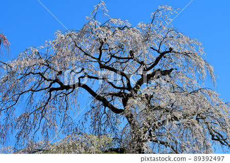 Weeping cherry blossoms in Kitayama, Sendai, towering in the blue sky 89392497