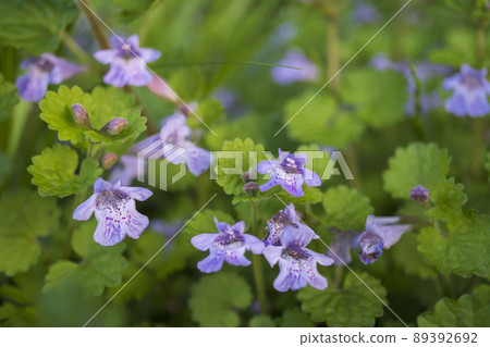 Close-up of Glechoma grandis flowers / April Close-up of Glechoma grandis flowers / April 89392692