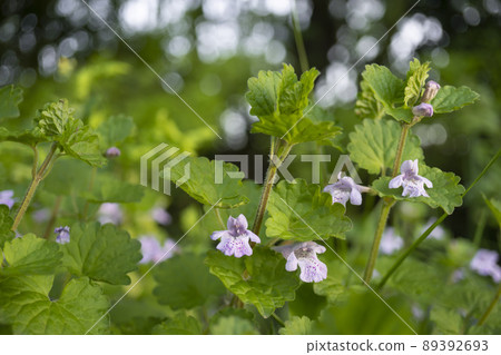 Glechoma grandis 以球散景/四月為背景的特寫鏡頭 89392693