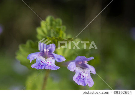 Glechoma grandis 花特寫鏡頭/ 4月 89392694