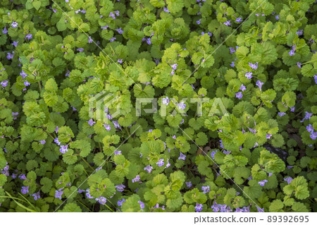 Glechoma grandis,全屏從上往下看 / April Glechoma grandis,全屏從上往下看 / April 89392695