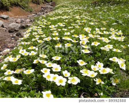 Geum pentapetalum in full bloom beside the mountain trail of Mt. Kurodake, Hokkaido Geum pentapetalum in full bloom beside the mountain trail of Mt. Kurodake, Hokkaido 89392888
