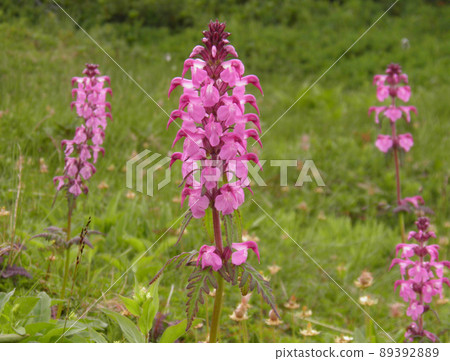 Pedicularis japonicum in Kurodake, Hokkaido Pedicularis japonicum in Kurodake, Hokkaido 89392889