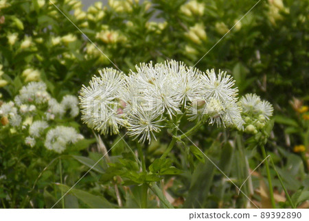 Thalictrum aquilinum in Kurodake, Hokkaido Thalictrum aquilinum in Kurodake, Hokkaido 89392890