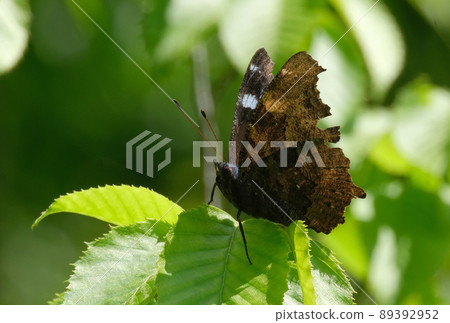 Kaniska canace perching on leaves Kaniska canace perching on leaves 89392952